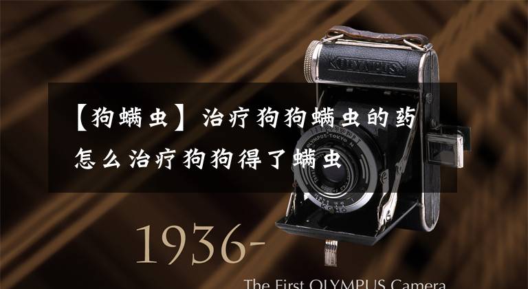 【狗螨虫】治疗狗狗螨虫的药 怎么治疗狗狗得了螨虫