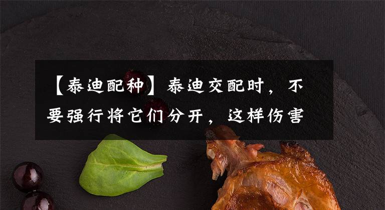 【泰迪配种】泰迪交配时,不要强行将它们分开,这样伤害很大