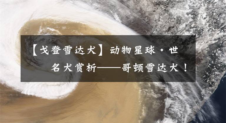 【戈登雪达犬】动物星球·世界名犬赏析——哥顿雪达犬!