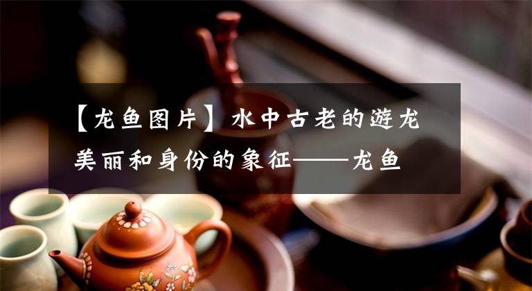 【龙鱼图片】水中古老的游龙 美丽和身份的象征——龙鱼