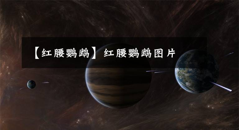 【红腰鹦鹉】红腰鹦鹉图片