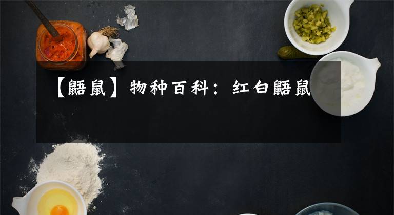 【鼯鼠】物种百科:红白鼯鼠