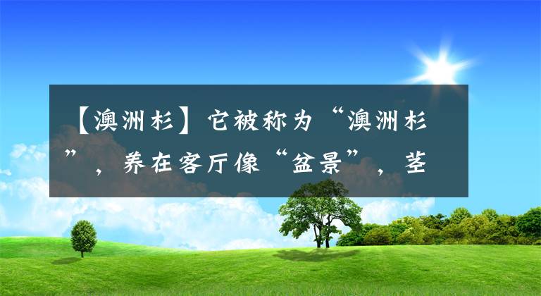 【澳洲杉】它被称为“澳洲杉”，养在客厅像“盆景”，茎干弯曲，比松柏漂亮