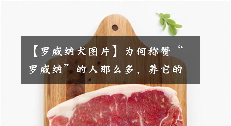 【罗威纳犬图片】为何称赞“罗威纳”的人那么多，养它的却很少？