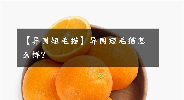 【异国短毛猫】异国短毛猫怎么样？