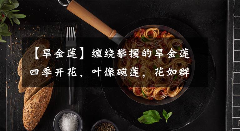 【旱金莲】缠绕攀援的旱金莲四季开花,叶像碗莲,花如群蝶飞舞,满屋飘香