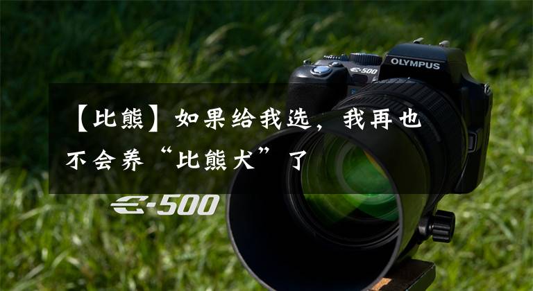 【比熊】如果给我选,我再也不会养“比熊犬”了