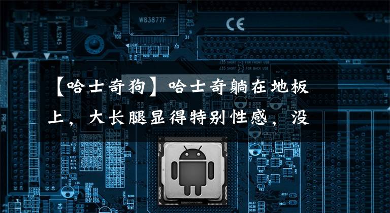 【哈士奇狗】哈士奇躺在地板上,大长腿显得特别性感,没想到你是这样的狗狗