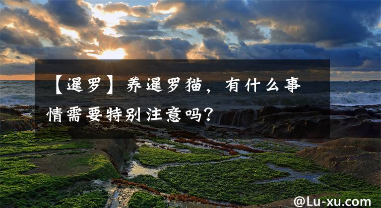 【暹罗】养暹罗猫，有什么事情需要特别注意吗？