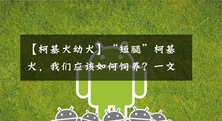 【柯基犬幼犬】“短腿”柯基犬，我们应该如何饲养？一文带你了解养柯基的要点