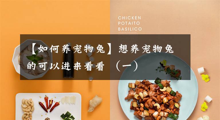 【如何养宠物兔】想养宠物兔的可以进来看看 （一）