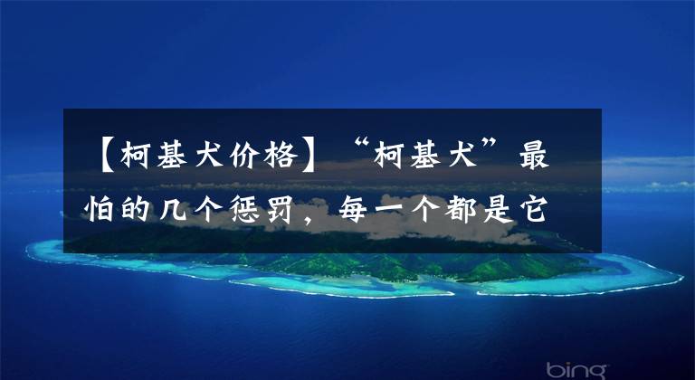 【柯基犬价格】“柯基犬”最怕的几个惩罚，每一个都是它的“死穴”