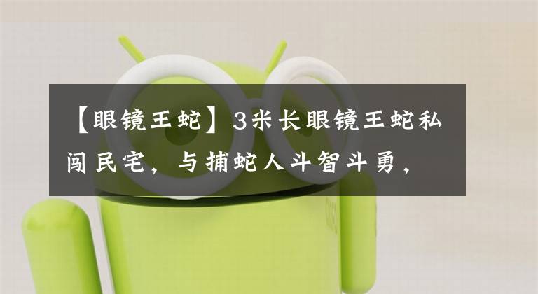 【眼镜王蛇】3米长眼镜王蛇私闯民宅,与捕蛇人斗智斗勇,结果9条蛇被一锅端