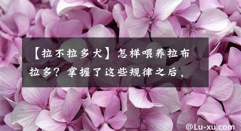 【拉不拉多犬】怎样喂养拉布拉多?掌握了这些规律之后,你有信心把它们喂好吗?