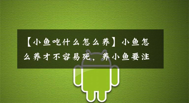 【小鱼吃什么怎么养】小鱼怎么养才不容易死，养小鱼要注意什么？