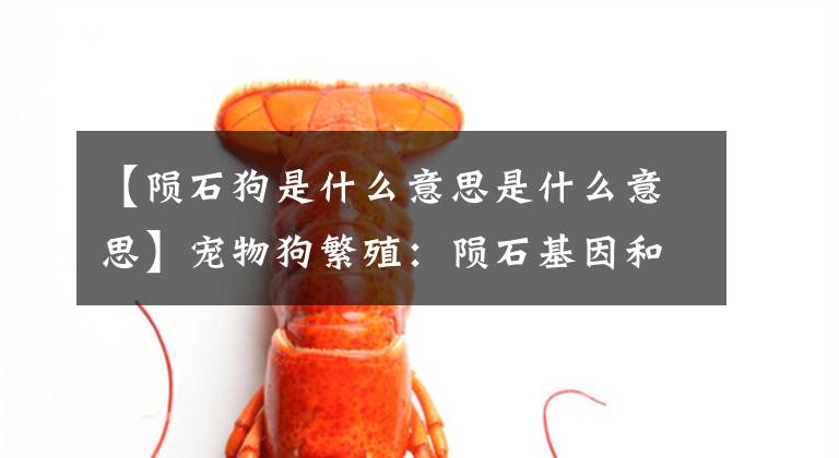 【陨石狗是什么意思是什么意思】宠物狗繁殖:陨石基因和白色基因的遗传信息