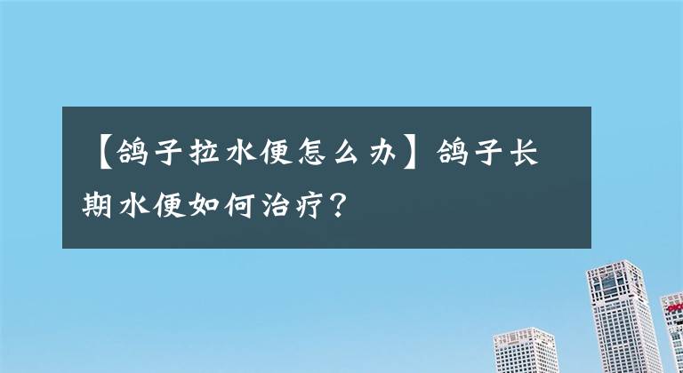 【鸽子拉水便怎么办】鸽子长期水便如何治疗?