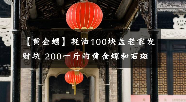 【黄金螺】耗油100块盘老家发财坑 200一斤的黄金螺和石斑鱼抓爆桶 赚了十倍