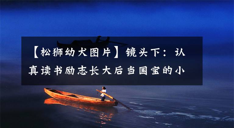 【松狮幼犬图片】镜头下：认真读书励志长大后当国宝的小松狮，网络点击率上万