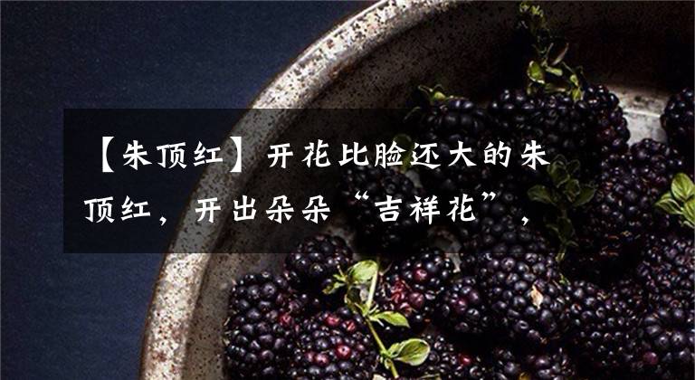 【朱顶红】开花比脸还大的朱顶红,开出朵朵“吉祥花”,颜色红红火火真热闹