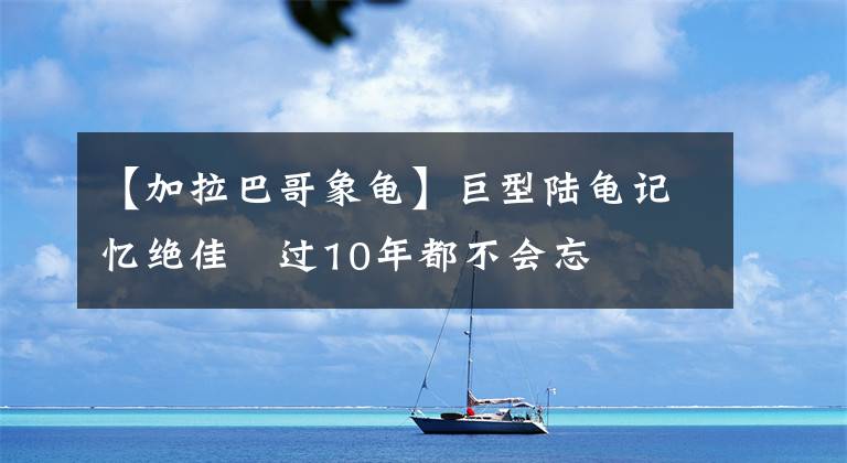 【加拉巴哥象龟】巨型陆龟记忆绝佳　过10年都不会忘