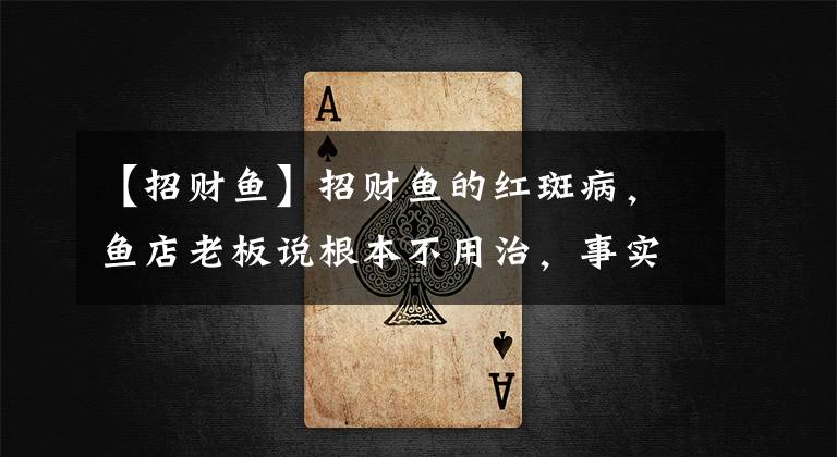 【招财鱼】招财鱼的红斑病，鱼店老板说根本不用治，事实真的如此吗？