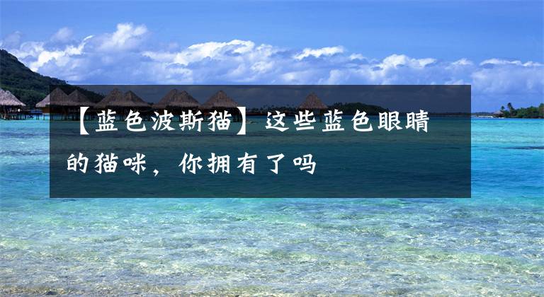 【蓝色波斯猫】这些蓝色眼睛的猫咪，你拥有了吗