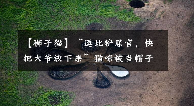 【狮子猫】“逗比铲屎官,快把大爷放下来”猫咪被当帽子戴,面无表情