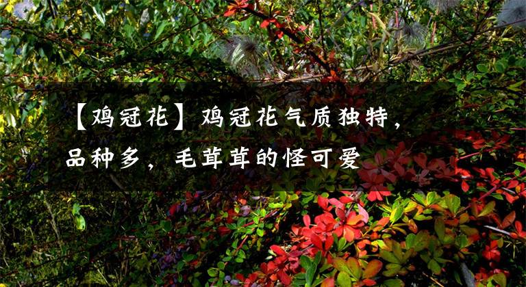 【鸡冠花】鸡冠花气质独特,品种多,毛茸茸的怪可爱