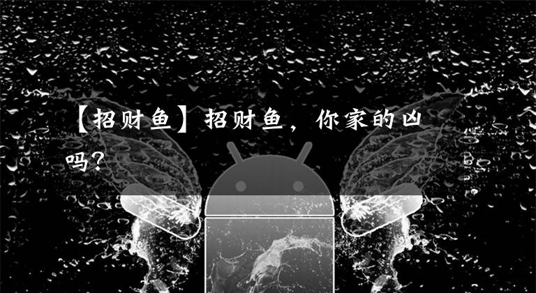【招财鱼】招财鱼，你家的凶吗？