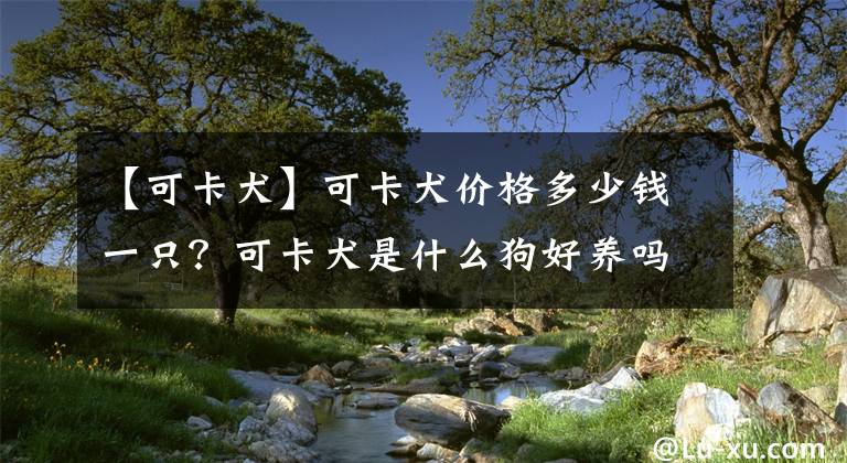 【可卡犬】可卡犬价格多少钱一只？可卡犬是什么狗好养吗？