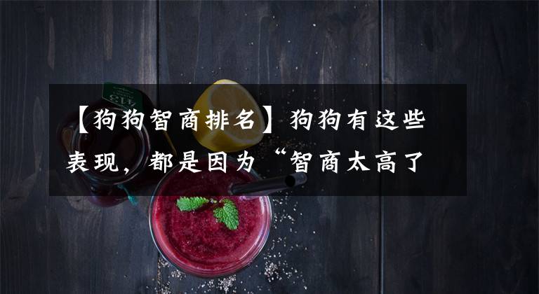 【狗狗智商排名】狗狗有这些表现,都是因为“智商太高了”
