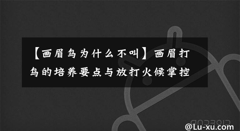 【画眉鸟为什么不叫】画眉打鸟的培养要点与放打火候掌控