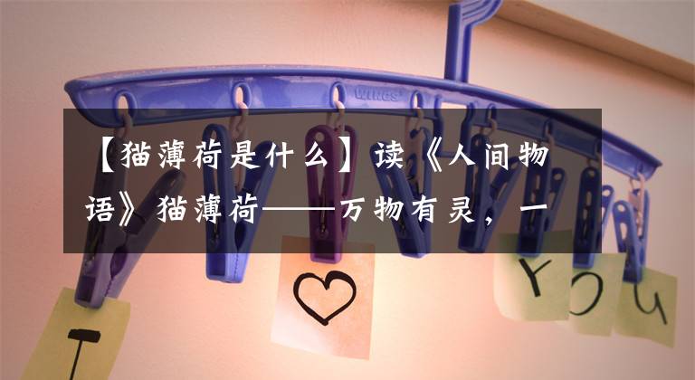 【猫薄荷是什么】读《人间物语》猫薄荷——万物有灵，一物降一物