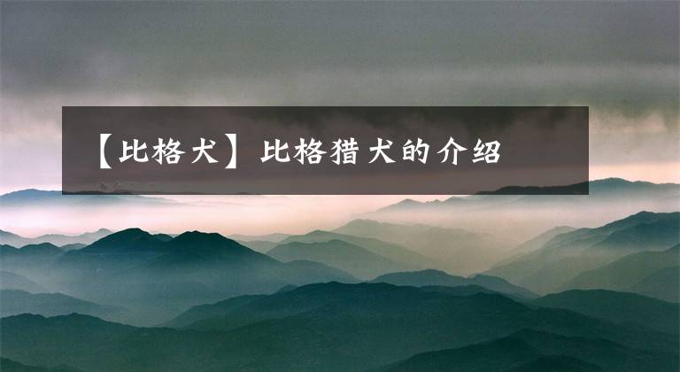 【比格犬】比格猎犬的介绍