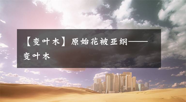 【变叶木】原始花被亚纲——变叶木