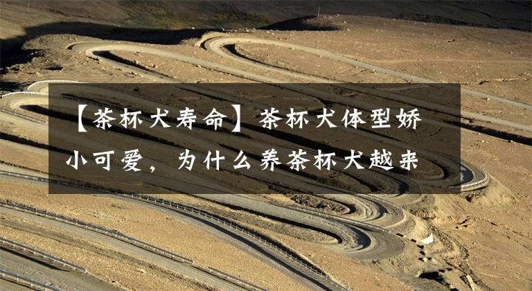 【茶杯犬寿命】茶杯犬体型娇小可爱,为什么养茶杯犬越来越少了,这些原因是关键