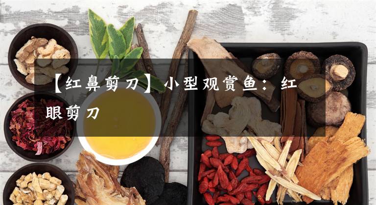 【红鼻剪刀】小型观赏鱼:红眼剪刀