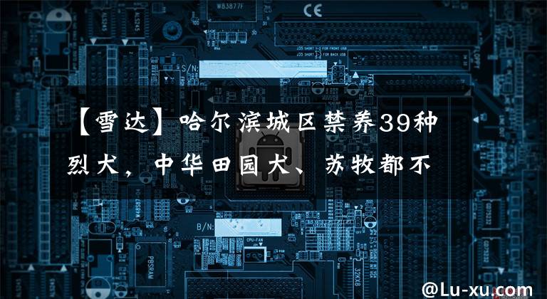 【雪达】哈尔滨城区禁养39种烈犬，中华田园犬、苏牧都不行