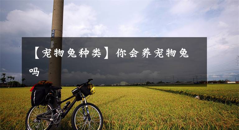【宠物兔种类】你会养宠物兔吗