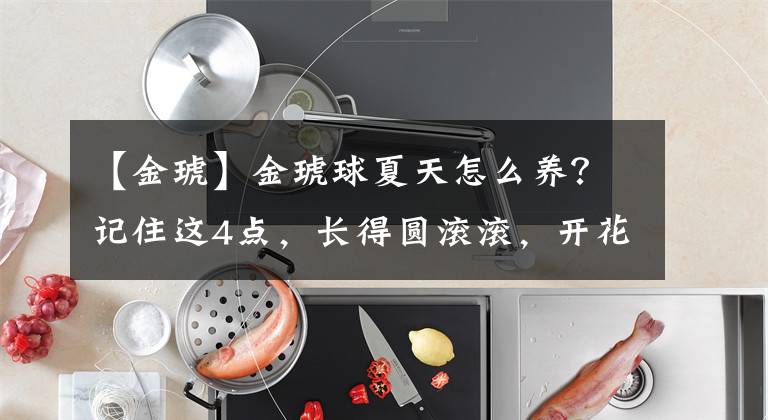 【金琥】金琥球夏天怎么养?记住这4点,长得圆滚滚,开花漂亮极了