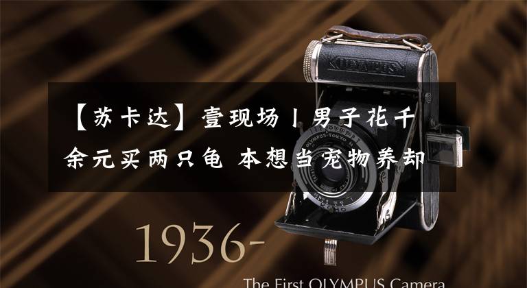 【苏卡达】壹现场丨男子花千余元买两只龟 本想当宠物养却获了刑