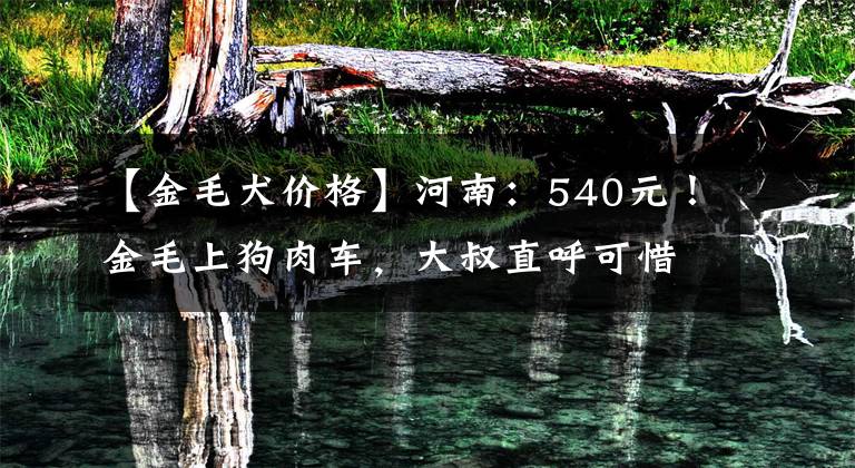 【金毛犬价格】河南:540元!金毛上狗肉车,大叔直呼可惜,狗贩:可惜你还带来