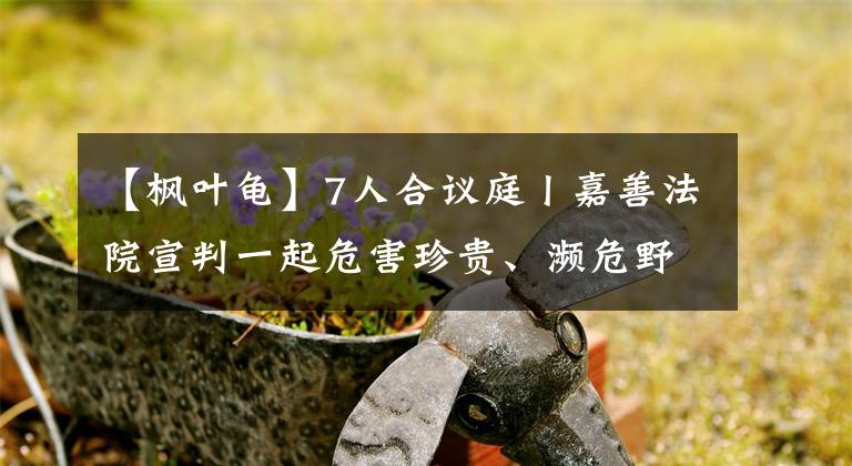 【枫叶龟】7人合议庭丨嘉善法院宣判一起危害珍贵、濒危野生动物刑事附带民事公益诉讼案