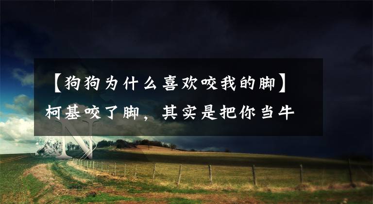 【狗狗为什么喜欢咬我的脚】柯基咬了脚，其实是把你当牛一样对待。可以用两种方法纠正。