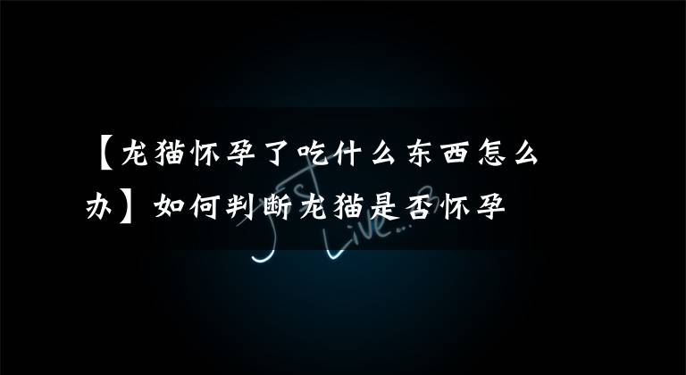 【龙猫怀孕了吃什么东西怎么办】如何判断龙猫是否怀孕