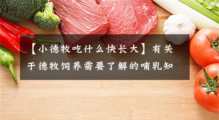 【小德牧吃什么快长大】有关于德牧饲养需要了解的哺乳知识,特别是口授和食物方面的知识。