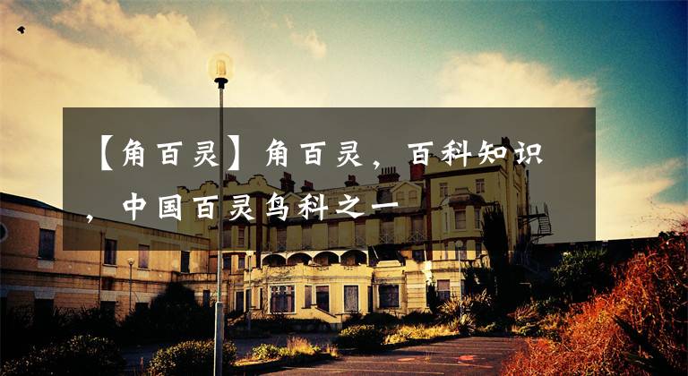 【角百灵】角百灵,百科知识,中国百灵鸟科之一