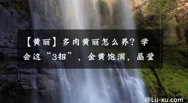 【黄丽】多肉黄丽怎么养？学会这“3招”，金黄饱满，晶莹剔透，适合新手