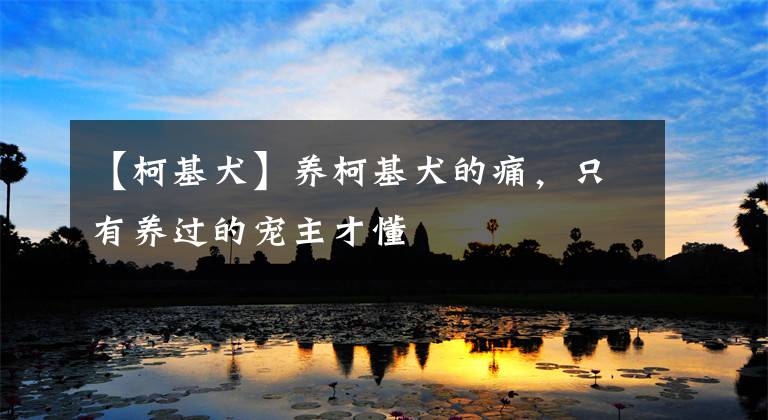 【柯基犬】养柯基犬的痛,只有养过的宠主才懂